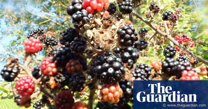 Country diary: wildlife-sustaining bramble hedges need our protection