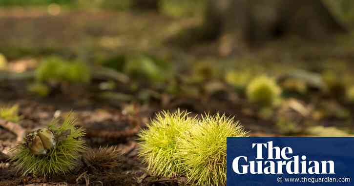 Opulent colour in a Surrey wood: Country diary, 9 October 1920