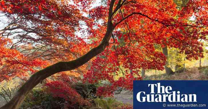 UK set for burst of vivid autumn colours after sunny September