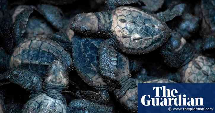 Decoy turtle eggs put in nests to track illegal trade in Costa Rica