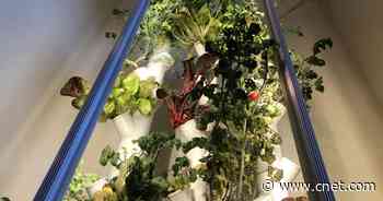 Gardyn review: Building a wall of salad is easy with smart hydroponics     - CNET