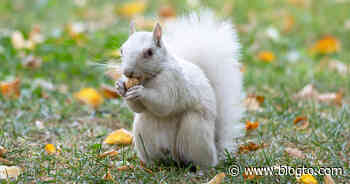 Toronto residents are mourning the death of a white squirrel at Trinity Bellwoods - blogTO