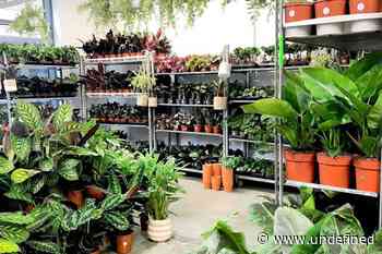 'Pop-up jungle' with thousands of plants opening in Bristol