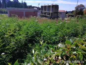 Genzano, incuria ed erba altissima in viale del Lavoro, residenti esasperati - Il Caffè.tv