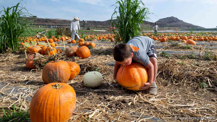 Tanaka Farms keeps pumpkin picking open with COVID restrictions