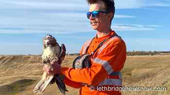 VIDEO: Rehabilitated birds released back into the wild - Lethbridge News Now