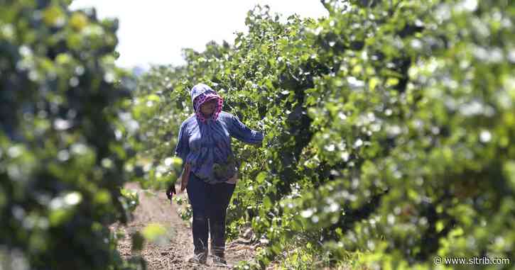 Victoria Peck: America needs migrant workers
