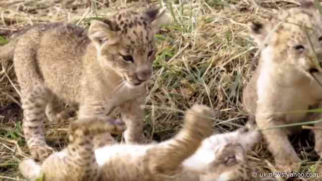 Lion King and Queens: Cubs Debut at Dallas Zoo
