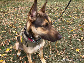 Better Business Bureau warns of pet scams before holiday season