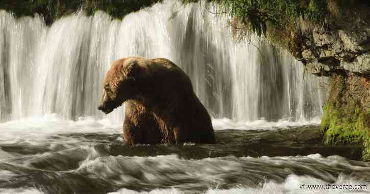 A champion has been crowned in Fat Bear Week