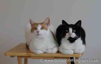 Tom and Mimi – meet the online superstar cats of Blackburn