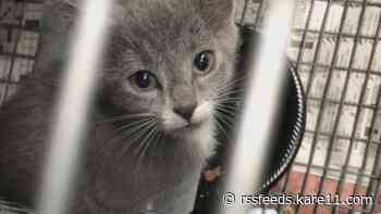 'Birth Control Brigade': Cat rescue starts Trap-Neuter-Return program