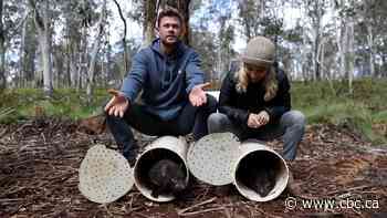 Actor Chris Hemsworth helps return Tasmanian Devils to Australia - CBC.ca