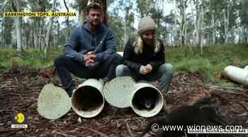 Chris Hemsworth helps return Tasmanian devils to mainland Australia - WION