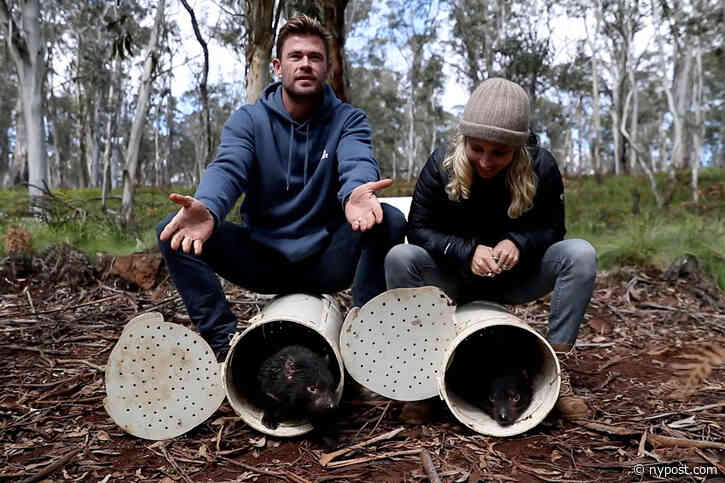 Chris Hemsworth welcomes Tasmanian devils back after 3,000 years - New York Post