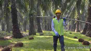 Mars achieves deforestation-free supply chain for palm oil