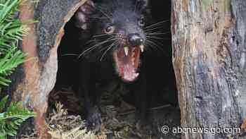 Feisty Tasmanian devils roaming Australian mainland again