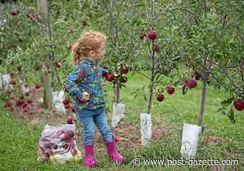 Late frosts slashed apple crop, cooling pickers' ardor