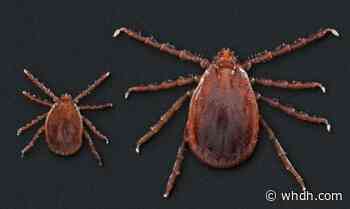 2 species of exotic ticks found in Rhode Island for first time - Boston News, Weather, Sports | WHDH 7News