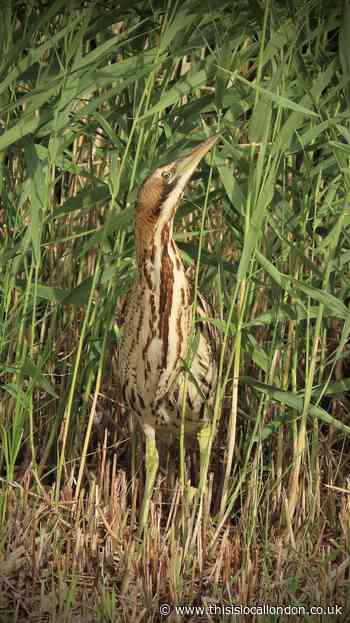 Ultra-rare Bittern spotted at Bexley's at-risk Crossness reserve