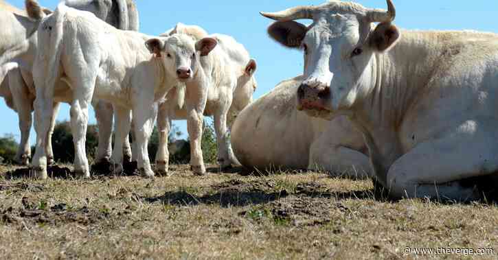 Climate change has a cow and worm problem