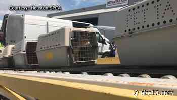 Houston SPCA heads to Louisiana to evacuate animals before Delta's landfall - KTRK-TV