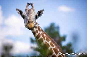 Giraffe at Buffalo Zoo dies following complications from medical procedure