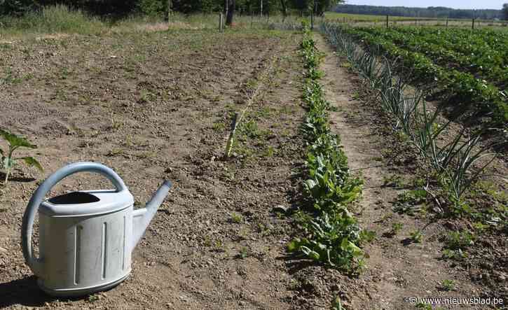 Gemeente wil inwoners zonder tuin laten tuinieren in Rossevaalstraat