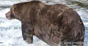 Fat Bear Week 2020 crowns super-chonk 747 as winner     - CNET