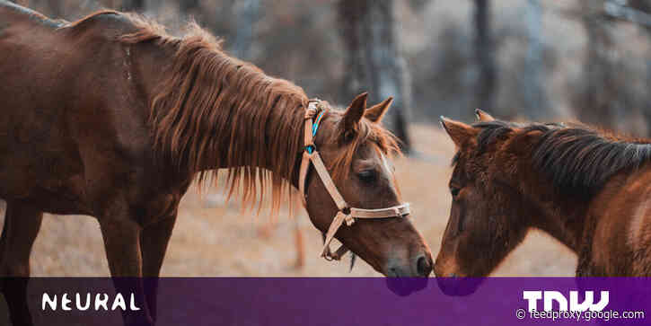New algorithm suggests horses and camels are susceptible to COVID-19