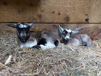Baby goats and llama born at Smithills Open Farm