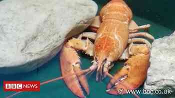 Fleetwood fishmonger saves 'one in 30 million' orange Canadian lobster