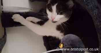 'Beautiful' cat died after being shot with air gun