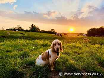 York sprocker spaniel Alfie wins calendar competition