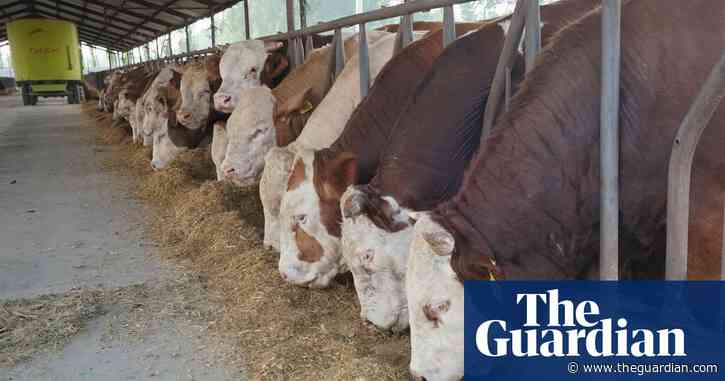 Intensive farming worldwide threatens Paris climate accord, report says