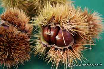 A Modena pronti a vivere "L'Autunno in centro storico" - Radio Pico