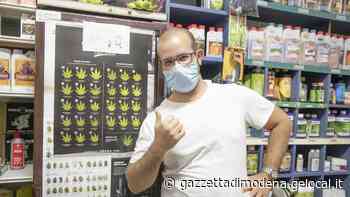 Modena Cannabis forte, non era spaccio Assolti i titolari di Deep Roots - La Gazzetta di Modena