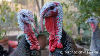 What’s open and closed in Toronto this Thanksgiving weekend - CityNews Toronto