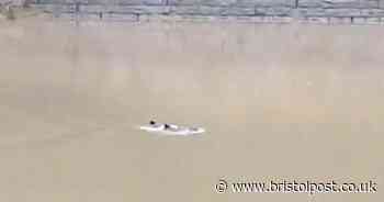 Two porpoises filmed swimming under Clifton Suspension Bridge