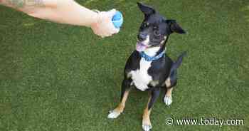 Petco stops selling 'inhumane' shock collars and calls on others to join them