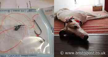 Warning after dog nearly dies swallowing a fish hook