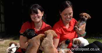 Animal sanctuary's plea for cash after funding bids rejected