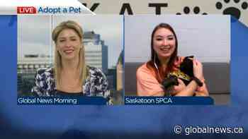 Adopt a Pet with Betty the brindle-shepherd