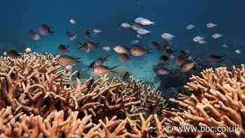 Great Barrier Reef: Can tech help the coral survive?