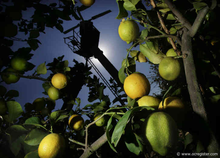 How to kill a zombie lemon tree that just won’t die