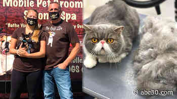 Check out a grooming service that keeps your pet calm and clean on wheels