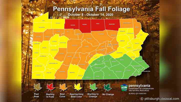 Fall Foliage Report: Forests Around The Pittsburgh Area Are Showing Peak Color This Week