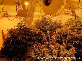 Two arrested after cannabis plants and equipment seized in St Helens - St Helens Reporter