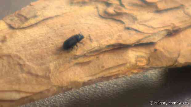 Alberta's fight against mountain pine beetle receives more resources