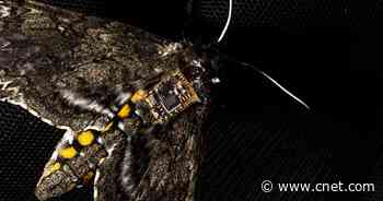 Moths as drones: Researchers harness insects to airdrop environmental sensors     - CNET